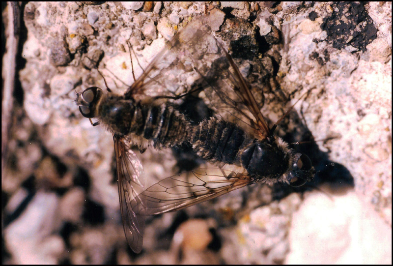 Bombyliidae: Anthrax binotatus